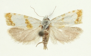  (Phtheochroa purana - TLMF_Lep_47424)  @11 [ ] CreativeCommons - Attribution Non-Commercial Share-Alike (2025) Peter Buchner Tiroler Landesmuseum