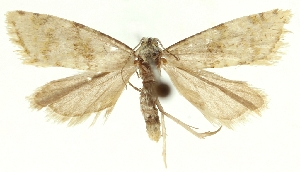 (Cochylimorpha bucegiana - TLMF Lep 28734)  @11 [ ] CreativeCommons - Attribution Non-Commercial Share-Alike (2020) Peter Buchner Tiroler Landesmuseum