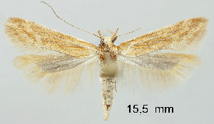  ( - TLMF Lep 28759)  @11 [ ] CreativeCommons - Attribution Non-Commercial Share-Alike (2020) Friedmar Graf Tiroler Landesmuseum