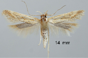  ( - TLMF Lep 28779)  @11 [ ] CreativeCommons - Attribution Non-Commercial Share-Alike (2021) Friedmar Graf Tiroler Landesmuseum