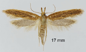  (Holcopogoninae - TLMF Lep 28825)  @15 [ ] CreativeCommons - Attribution Non-Commercial Share-Alike (2021) Friedmar Graf Tiroler Landesmuseum