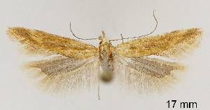  ( - TLMF_Lep_32394)  @11 [ ] CreativeCommons - Attribution Non-Commercial Share-Alike (2023) Friedmar Graf Tiroler Landesmuseum