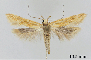  ( - TLMF_Lep_32402)  @11 [ ] CreativeCommons - Attribution Non-Commercial Share-Alike (2023) Friedmar Graf Tiroler Landesmuseum