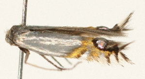  ( - TLMF_Lep_38591)  @11 [ ] CreativeCommons - Attribution Non-Commercial Share-Alike (2024) Peter Buchner Tiroler Landesmuseum