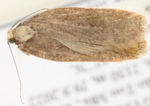  ( - TLMF_Lep_38673)  @11 [ ] CreativeCommons - Attribution Non-Commercial Share-Alike (2025) Peter Buchner Tiroler Landesmuseum