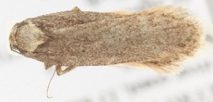  ( - TLMF_Lep_38676)  @11 [ ] CreativeCommons - Attribution Non-Commercial Share-Alike (2025) Peter Buchner Tiroler Landesmuseum