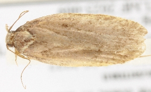  ( - TLMF_Lep_38677)  @11 [ ] CreativeCommons - Attribution Non-Commercial Share-Alike (2025) Peter Buchner Tiroler Landesmuseum