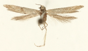  ( - TLMF_Lep_38720)  @11 [ ] CreativeCommons - Attribution Non-Commercial Share-Alike (2025) Peter Buchner Tiroler Landesmuseum