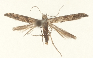  ( - TLMF_Lep_38724)  @11 [ ] CreativeCommons - Attribution Non-Commercial Share-Alike (2025) Peter Buchner Tiroler Landesmuseum