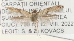  ( - TLMF_Lep_38726)  @11 [ ] CreativeCommons - Attribution Non-Commercial Share-Alike (2025) Peter Buchner Tiroler Landesmuseum