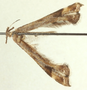  ( - TLMF_Lep_38736)  @11 [ ] CreativeCommons - Attribution Non-Commercial Share-Alike (2025) Peter Buchner Tiroler Landesmuseum