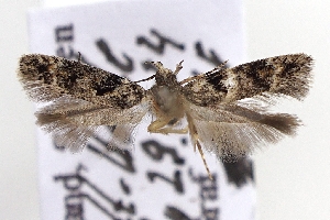  ( - TLMF_Lep_47465)  @11 [ ] CreativeCommons - Attribution Non-Commercial Share-Alike (2025) Friedmar Graf Tiroler Landesmuseum