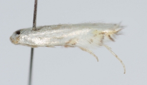  ( - TLMF_Lep_47555)  @11 [ ] CreativeCommons - Attribution Non-Commercial Share-Alike (2025) Peter Buchner Tiroler Landesmuseum