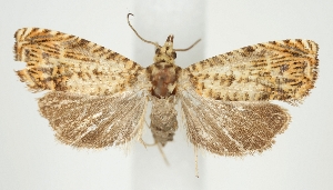  ( - TLMF_Lep_47570)  @11 [ ] CreativeCommons - Attribution Non-Commercial Share-Alike (2025) Peter Buchner Tiroler Landesmuseum