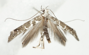  ( - TLMF_Lep_47572)  @11 [ ] CreativeCommons - Attribution Non-Commercial Share-Alike (2025) Peter Buchner Tiroler Landesmuseum