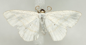  ( - TLMF_Lep_47578)  @11 [ ] CreativeCommons - Attribution Non-Commercial Share-Alike (2025) Peter Buchner Tiroler Landesmuseum