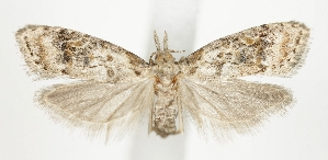  ( - TLMF_Lep_47582)  @11 [ ] CreativeCommons - Attribution Non-Commercial Share-Alike (2025) Peter Buchner Tiroler Landesmuseum