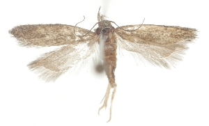  ( - TLMF_Lep_47622)  @11 [ ] CreativeCommons - Attribution Non-Commercial Share-Alike (2025) Peter Buchner Tiroler Landesmuseum