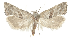  ( - TLMF_Lep_47628)  @11 [ ] CreativeCommons - Attribution Non-Commercial Share-Alike (2025) Peter Buchner Tiroler Landesmuseum