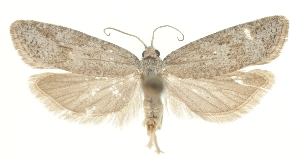  ( - TLMF_Lep_47632)  @11 [ ] CreativeCommons - Attribution Non-Commercial Share-Alike (2025) Peter Buchner Tiroler Landesmuseum