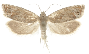  (Eucosma gradensis - TLMF_Lep_47633)  @11 [ ] CreativeCommons - Attribution Non-Commercial Share-Alike (2025) Peter Buchner Tiroler Landesmuseum