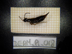  (Apterygida Albipennis - DERM_PL_018)  @11 [ ] CreativeCommons Attribution (2025) Dept Invertebrate Zoology and Hydrobiology, University of Lodz University of Lodz