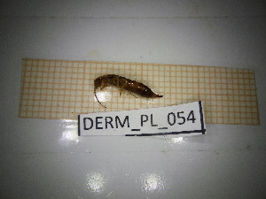  ( - DERM_PL_054)  @11 [ ] CreativeCommons Attribution (2025) Dept Invertebrate Zoology and Hydrobiology, University of Lodz University of Lodz