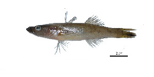  (Glossogobius sp - GGsp4)  @14 [ ] Copyright (2011) J. Quilang and J. Tango, University of the Philippines, Diliman, Institute of Biology