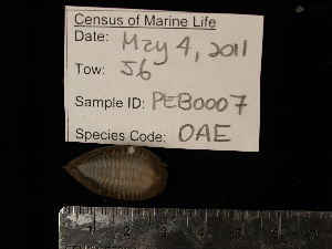  ( - PEB0007)  @12 [ ] CreativeCommons - Attribution Non-Commercial Share-Alike (2011) DFO DFO