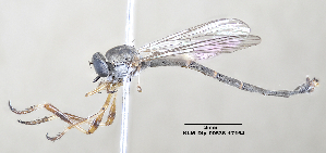  (Leptogaster cylindrica dalmatina - KLMDip00536)  @11 [ ] CreativeCommons - Attribution Non-Commercial Share-Alike (2024) Ernst Hüttinger Landesmuseum Kärnten