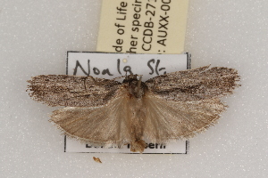  ( - DGH AUXX-0009)  @13 [ ] CreativeCommons - Attribution  Unspecified Unspecified