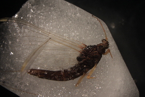  ( - SWRC-Ev_Mes2_22)  @12 [ ] No Rights Reserved (2013) David H. Funk Stroud Water Research Center