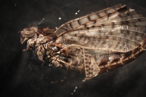  ( - SWRC-Sb_N_110.rerun)  @13 [ ] No Rights Reserved (2013) David H. Funk Stroud Water Research Center