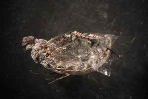  ( - SWRC-Sb_E_160.rerun)  @13 [ ] No Rights Reserved (2013) David H. Funk Stroud Water Research Center