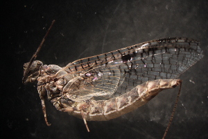  ( - SWRC-Sb_E_161.rerun)  @13 [ ] No Rights Reserved (2013) David H. Funk Stroud Water Research Center