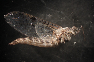  ( - SWRC-Sb_E_163.rerun)  @13 [ ] No Rights Reserved (2013) David H. Funk Stroud Water Research Center