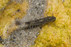  (Ameletus immaculatus - SWRC-AL MCE 11)  @11 [ ] Copyright (c) (2021) David H. Funk Stroud Water Research Center
