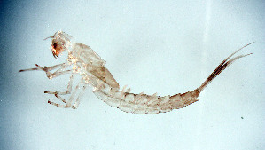  ( - SWRC-AL_Mes794_04)  @11 [ ] Copyright (c) (2024) David H. Funk Stroud Water Research Center