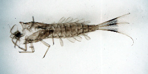  (Ameletus burkei - SWRC-Ab_SSC3_72)  @11 [ ] Copyright (c) (2024) David H. Funk Stroud Water Research Center