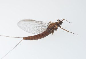  (Ameletus tarteri - SWRC-As_HSR_01)  @11 [ ] Copyright (c) (2023) David H. Funk Stroud Water Research Center
