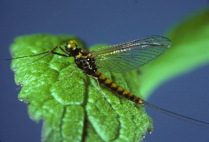  (Ameletus browni - SWRC-As PP 02)  @11 [ ] Copyright (c) (2021) David H. Funk Stroud Water Research Center