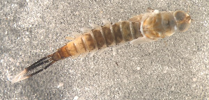  ( - SWRC-Asp3 01)  @11 [ ] Copyright (c) (2021) David H. Funk Stroud Water Research Center