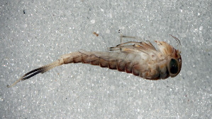  (Ameletus tarteri - SWRC-Ata_BirchPen_02)  @11 [ ] Copyright (c) (2025) David H. Funk Stroud Water Research Center