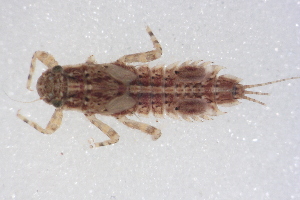  ( - SWRC-Emac_HowLick_02)  @11 [ ] Copyright (c) (2025) David H. Funk Stroud Water Research Center