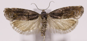  ( - MDH005137)  @11 [ ] No Rights Reserved (2016) N/A N/A