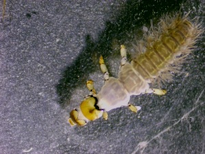  ( - SSI-Truckee-49440-C1)  @11 [ ] by-nc-sa (2024) David Herbst Sierra Streams Institute