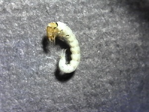  ( - SSI-Yuba-44351-E6)  @11 [ ] by-nc-sa (2024) Unspecified Sierra Streams Institute