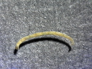  ( - SSI-Yuba-44351-G1)  @11 [ ] by-nc-sa (2024) Unspecified Sierra Streams Institute