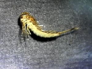  (Siphlonurus minnoi - SSI-American-44355-H5)  @11 [ ] by-nc-sa (2024) Unspecified Sierra Streams Institute