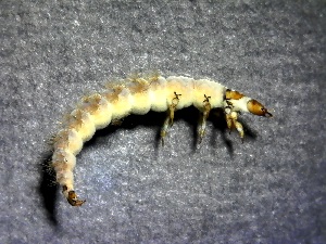  ( - SSI-American-44354-D10)  @11 [ ] by-nc-sa (2024) Unspecified Sierra Streams Institute